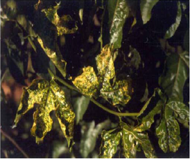 LeafMottling.