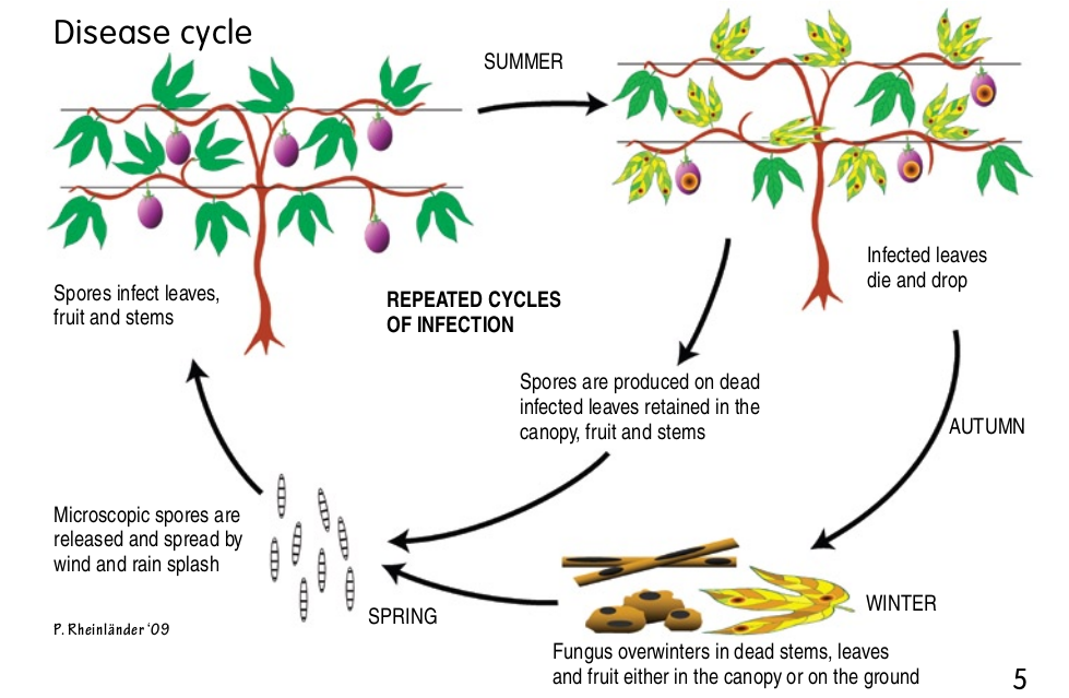 Brown spot disease cycle.