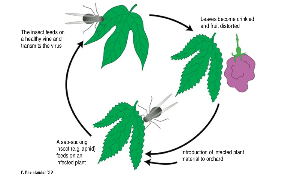 Woodiness virus disease cycle.