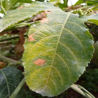 A leaf showing symptoms of brown spot.