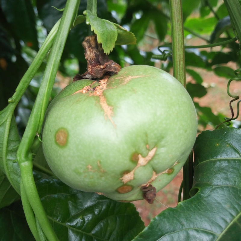 A fruit showing symptoms of woodiness.