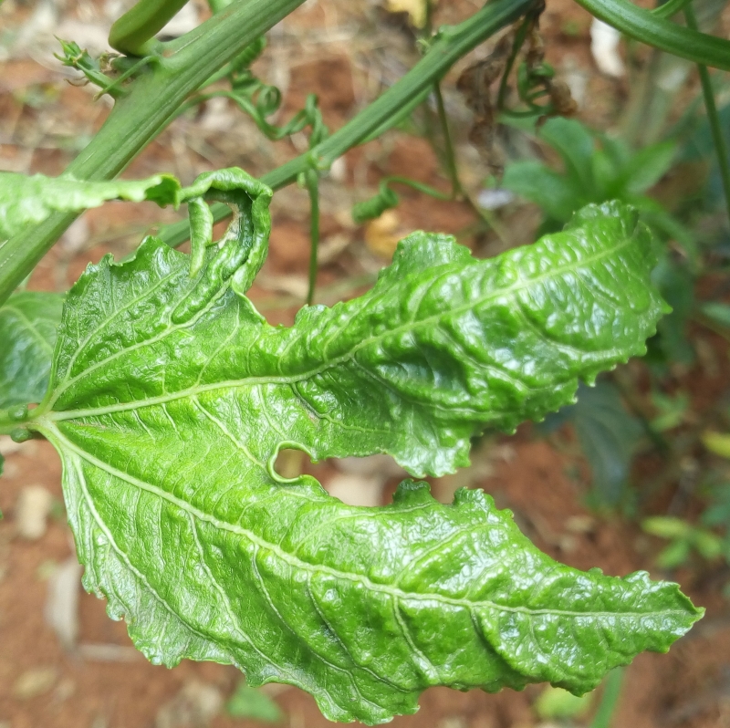 A leaf showing symptoms of woodiness.